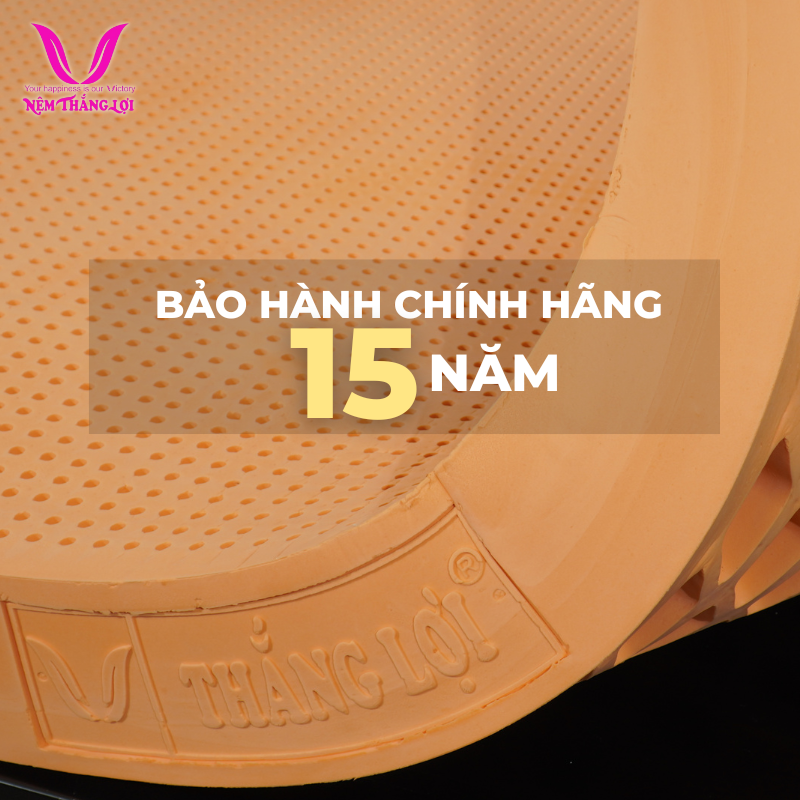 Nệm 100% cao su thiên nhiên Thắng Lợi SuSu bảo hành 15 năm