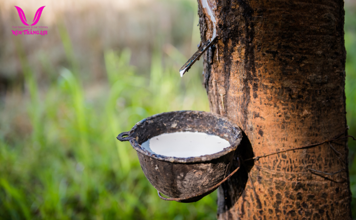 Nệm cao su thiên nhiên làm hoàn toàn từ mủ cao su nguyên chất
